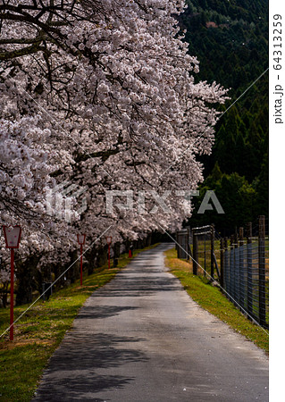 滋賀県　鮎河の千本桜 64313259