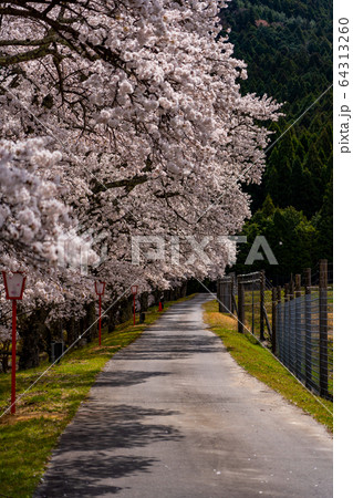 滋賀県 鮎河の千本桜 滋賀県 鮎河の千本桜 64313260