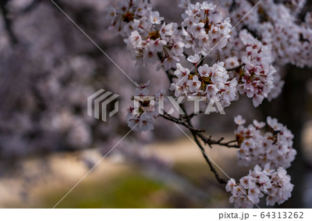 滋賀県　鮎河の千本桜 64313262