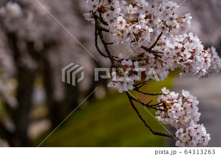 滋賀県　鮎河の千本桜 64313263