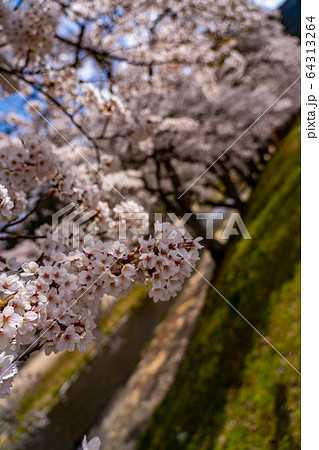 滋賀県　鮎河の千本桜 64313264