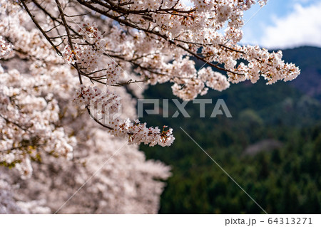 滋賀県　鮎河の千本桜 64313271