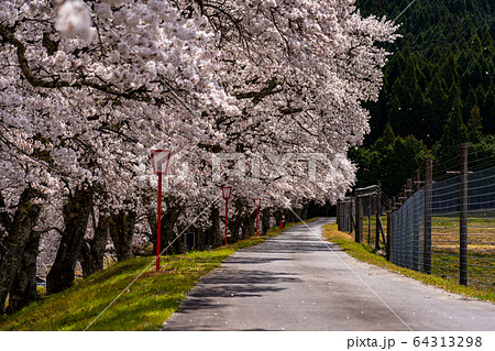 滋賀県　鮎河の千本桜 64313298