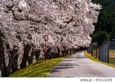滋賀県 鮎河の千本桜 滋賀県 鮎河の千本桜 64313299