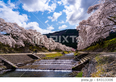 滋賀県 鮎河の千本桜 滋賀県 鮎河の千本桜 64313306