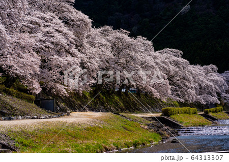 滋賀県 鮎河の千本桜 滋賀県 鮎河の千本桜 64313307