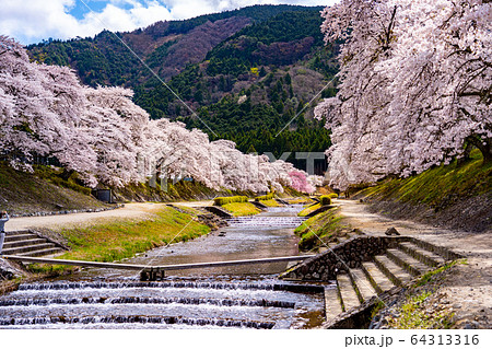 滋賀県 鮎河の千本桜 滋賀県 鮎河の千本桜 64313316