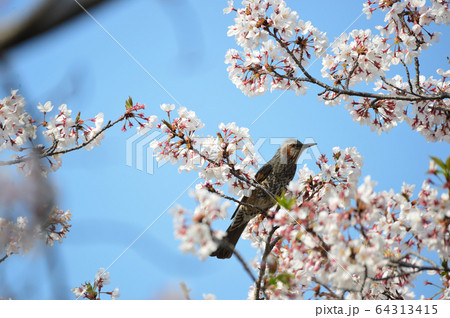 桜と鳥 64313415