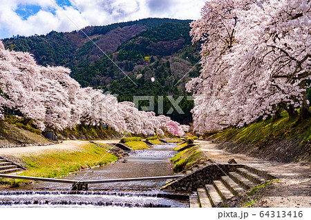 滋賀県　鮎河の千本桜 64313416