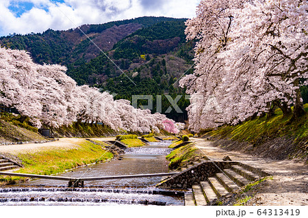 滋賀県　鮎河の千本桜 64313419