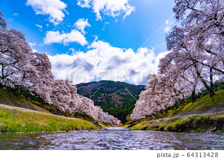滋賀県 鮎河の千本桜 滋賀県 鮎河の千本桜 64313428