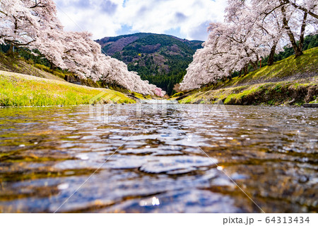 滋賀県 鮎河の千本桜 滋賀県 鮎河の千本桜 64313434