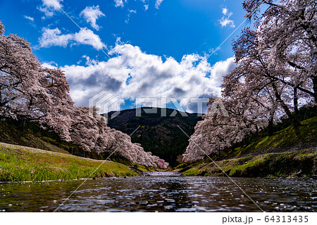 滋賀県　鮎河の千本桜 64313435