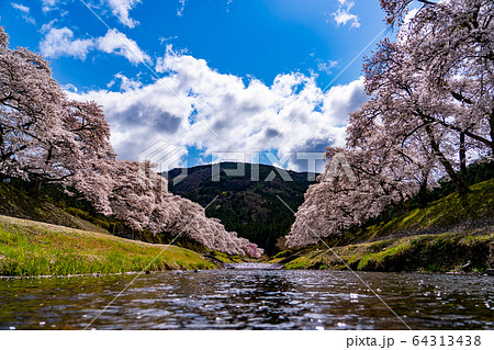 滋賀県 鮎河の千本桜 滋賀県 鮎河の千本桜 64313438