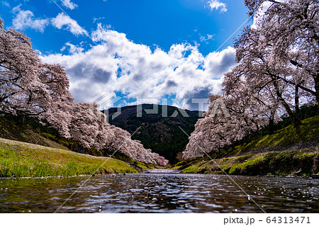滋賀県　鮎河の千本桜 64313471