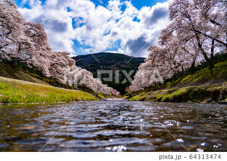 滋賀県　鮎河の千本桜 64313474