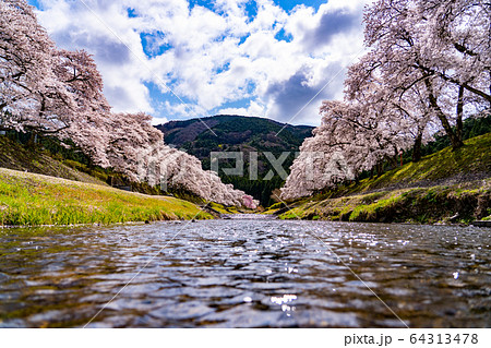 滋賀県　鮎河の千本桜 64313478