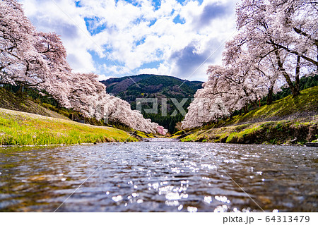 滋賀県 鮎河の千本桜 滋賀県 鮎河の千本桜 64313479