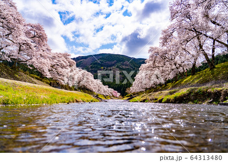 滋賀県 鮎河の千本桜 滋賀県 鮎河の千本桜 64313480