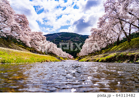 滋賀県　鮎河の千本桜 64313482