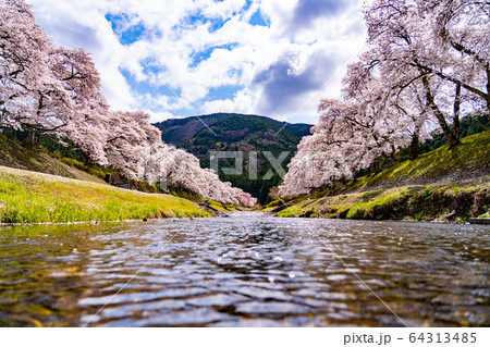 滋賀県 鮎河の千本桜 滋賀県 鮎河の千本桜 64313485