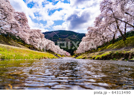 滋賀県　鮎河の千本桜 64313490