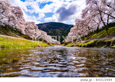 滋賀県　鮎河の千本桜 64313494