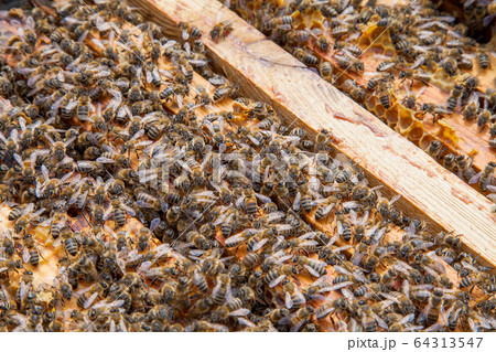 Open hive showing the bees swarming on a 64313547