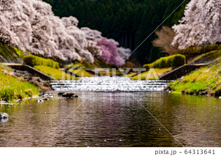 滋賀県 鮎河の千本桜 滋賀県 鮎河の千本桜 64313641