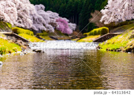 滋賀県　鮎河の千本桜 64313642