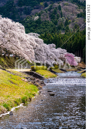 滋賀県　鮎河の千本桜 64313652