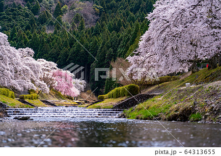 滋賀県 鮎河の千本桜 滋賀県 鮎河の千本桜 64313655