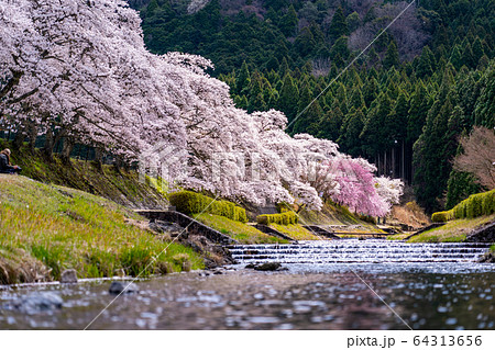 滋賀県 鮎河の千本桜 滋賀県 鮎河の千本桜 64313656