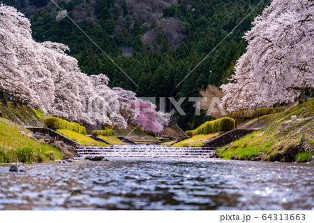 滋賀県　鮎河の千本桜 64313663