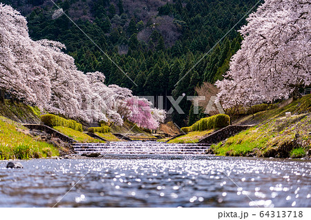 滋賀県　鮎河の千本桜 64313718