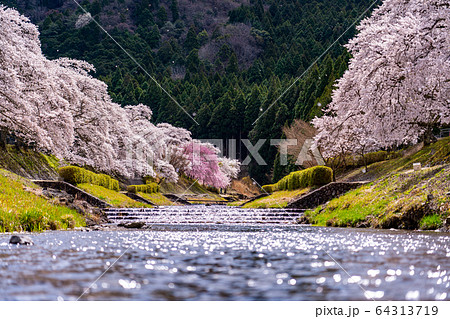 滋賀県　鮎河の千本桜 64313719