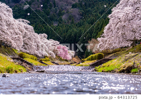 滋賀県 鮎河の千本桜 滋賀県 鮎河の千本桜 64313725