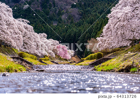 滋賀県　鮎河の千本桜 64313726