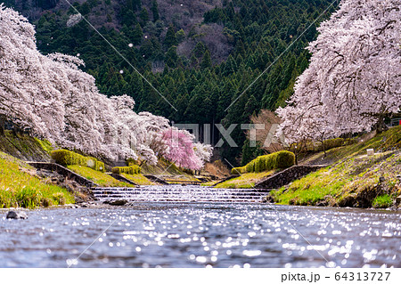 滋賀県　鮎河の千本桜 64313727