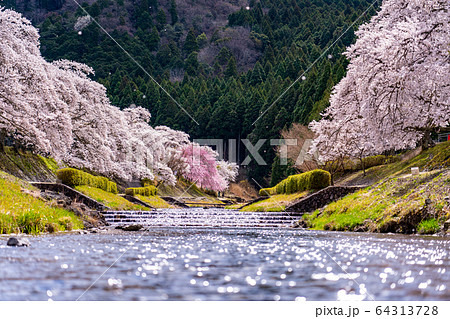滋賀県　鮎河の千本桜 64313728