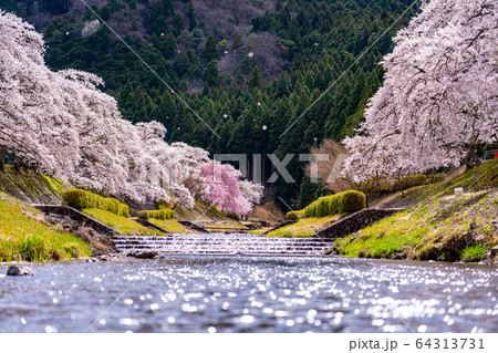 滋賀県　鮎河の千本桜 64313731
