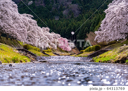 滋賀県　鮎河の千本桜 64313769