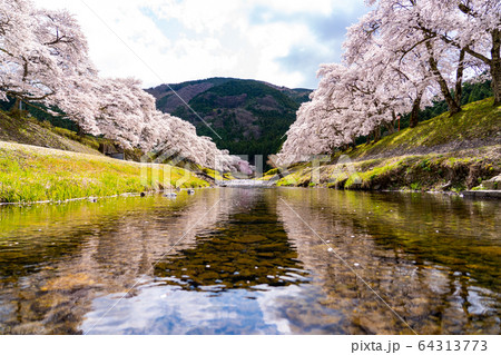 滋賀県　鮎河の千本桜 64313773