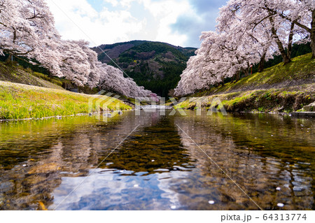 滋賀県　鮎河の千本桜 64313774