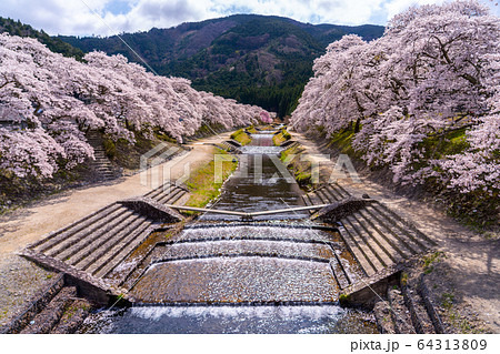 滋賀県　鮎河の千本桜 64313809
