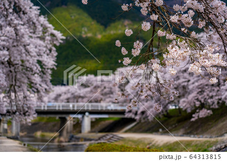 滋賀県　鮎河の千本桜 64313815