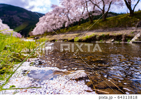 滋賀県 鮎河の千本桜 滋賀県 鮎河の千本桜 64313818