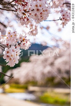 滋賀県　鮎河の千本桜 64313819