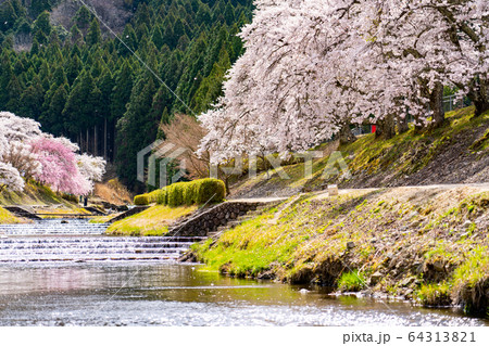 滋賀県　鮎河の千本桜 64313821