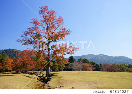 飛火野の晩秋１ 64314027
